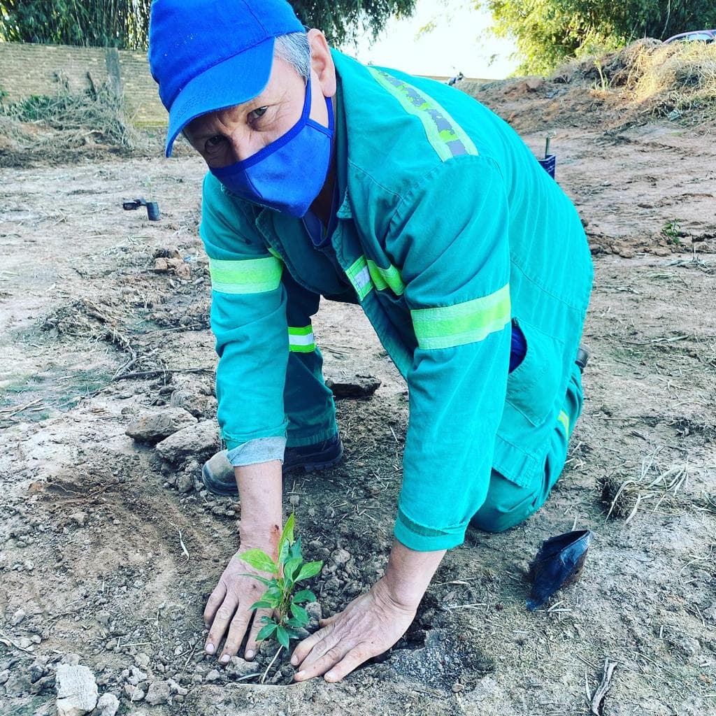 Plan de reforestación